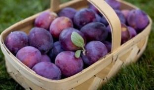 Përfitimet shëndetësore nga konsumimi i kumbullave