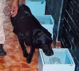 Qentë mund të nuhasin tumorin në fazë të hershme