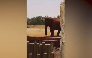 Elefanti mbyt një 7-vjeçare në kopsht zoologjik [video]