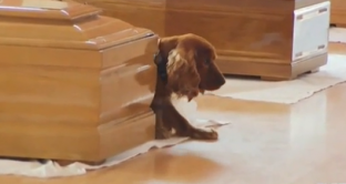 Qeni nuk i ndahet arkivolit të të zotit që humbi jetën nga tërmeti [video]