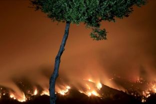 Qindra të evakuuar në Kaliforni nga zjarret në pyje