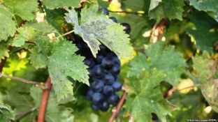 Autostradat bëhen “treg” për rrushin