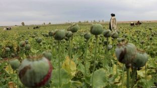 OKB alarmohet për rritjen e kultivimit të drogës nga vendi mysliman