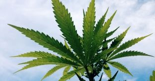  Kalifornia legalizon kultivimin e kanabisit