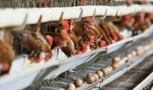  Në Iran përhapet virusi H5N8
