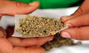 Thirrje për legalizimin e hashashit në Britani