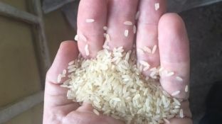Kapet oriz plastik, shqetësim tjetër botëror