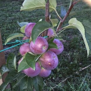 Kryeministri Mustafa lavdëron pemët e Gollakut 