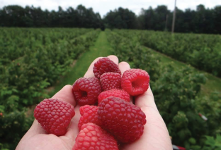  Fermeri që la Anglinë