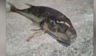 Te Fieri peshqit helmues kafshojnë njerëzit