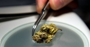 Në Nashec të Prizrenit kapet drogë e mulli i marihuanës