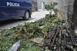 Raporti sekret: 363 zona të mbjella me hashash në Shqipëri