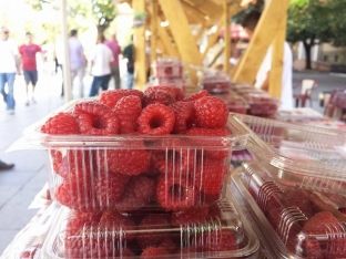 Bllokohet procesi i grumbullimit të mjedrës 