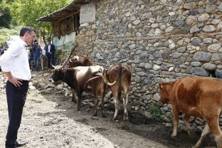 Veseli premton ndihmë për të dëmtuarit nga sëmundja gungore e gjedhëve