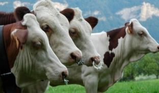 Sëmundja gungore e gjedheve, mishi dhe qumështi mund të konsumohen