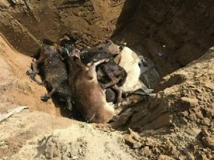 49 gjedhe të ngordhura nga sëmundja Gungore - 2609 gjithsejtë të prekura