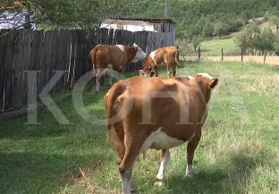 235 mijë fermerë në pritje të vaksinave kundër sëmundjes gungore [video]