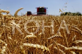 Vit i bereqetshëm - Kosova përmbush 87.32 % të kërkesave të grurit