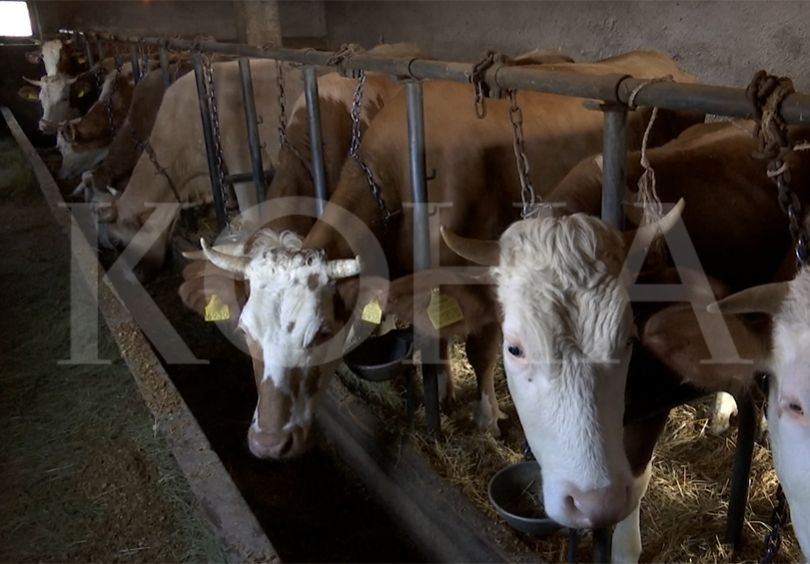 AAK: Sëmundja e gjedheve po merr përmasa epidemie