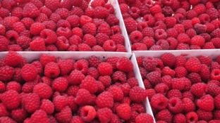 Mjedrat e Kosovës përmenden edhe në OKB