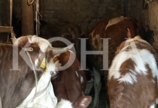 Vaksinohen rreth 250 mijë gjedhë [video]