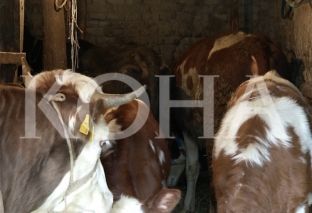 AVUK-ut i kushtojnë mbi 488 mijë euro vaksinat për sëmundjen gungore të gjedheve