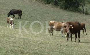 Sëmundja e lopëve merr përmasa shqetësuese [video]