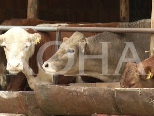 Vaksinat kundër sëmundjes gungore arrijnë javën e ardhshme [video]