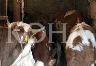 Vetëvendosje kritikon Qeverinë për papërgjegjshmëri në luftimin e Sëmundjes Gungore të gjedheve