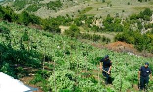 Dhjetë problemet që po ia sjellë hashashi Shqipërisë