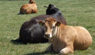  Më në fund do të nisë vaksinimi i gjedheve kundër sëmundjes gungore të lëkurës