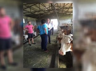 Muharremaj kritika drejt Qeverisë dhe Komunës së Suharekës për gjedhet me LSD