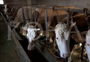 Sot nis vaksinimi i gjedheve kundër sëmundjes gungore