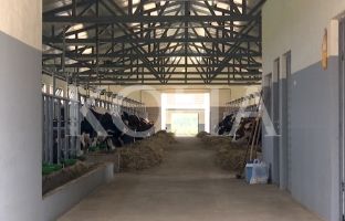 Nis aksioni i vaksinimit të gjedheve të prekura me sëmundjet gungore [video]