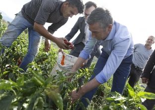  Veseli viziton fermerë në Komunën e Prizrenit