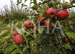 Zhvillohet manifestimin tradicional “Dita e Mollës”