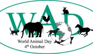 Sot Dita e Kafshëve