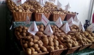 Në Pestovë u festua “Dita e patates”, kërkohet sigurimi i prodhimit