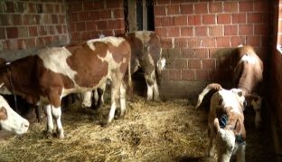 Një sëmundje e re prek gjedhin, dyshohet për antraks që mund të bartet te njerëzit [video]
