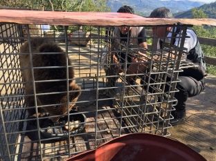 Shqipëria po i çon jashtë vendit arinjtë e sekuestruar nga pronarët ilegalë