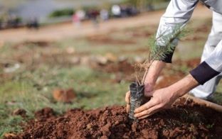 Nis pyllëzimi i rreth 300 hektarëve tokë pyjore në Kosovë