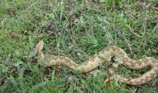  Gjarpinjtë që po fusin frikën nxënësve në një shkollë të Kërçovës