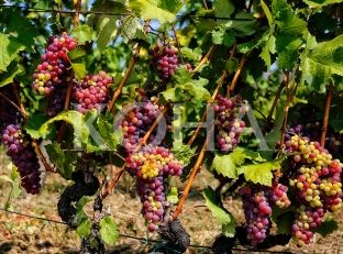  Vreshtarët të pakënaqur me çmimin e shitjes