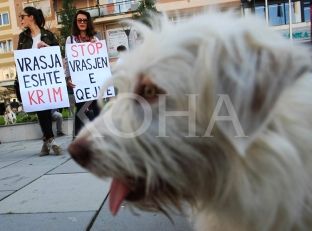 Gjendja me strehimin e qenve endacakë mbetet e mjerueshme [video]