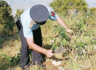  Shqipëria, qendra e drogës në Evropë