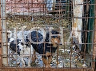  Një vajzë në Prishtinë sulmohet nga qentë endacakë, Ahmeti kërkon ndihmën e qeverisë