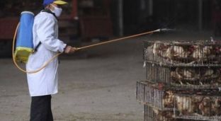 Shqipëria ndalon importin e shpendëve nga këto vende