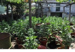 Droga përbën 2.6% të GDP-së së Shqipërisë