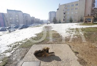  Institucionet nuk po mund t’i gjejnë zgjidhje problemit me qentë endacakë