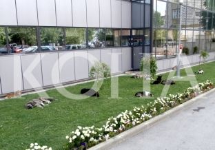 OVK: Për 4 vite mund të vihen nën kontroll të gjithë qentë endacakë